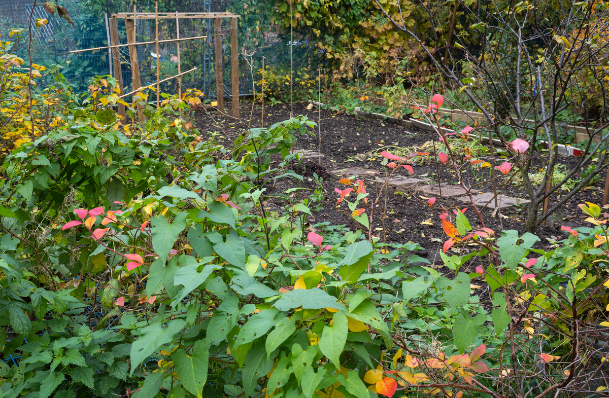 Chris gardening demo-7